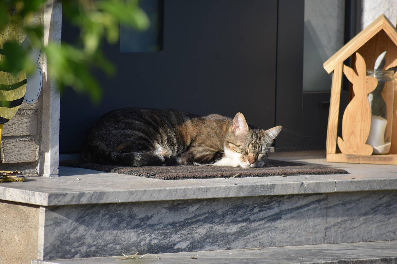 Cat laying on front porch of South Plainfield Home in NJ – Realtor Lorraine Macaluso helping buyers and sellers find homes filled with comfort and character.
