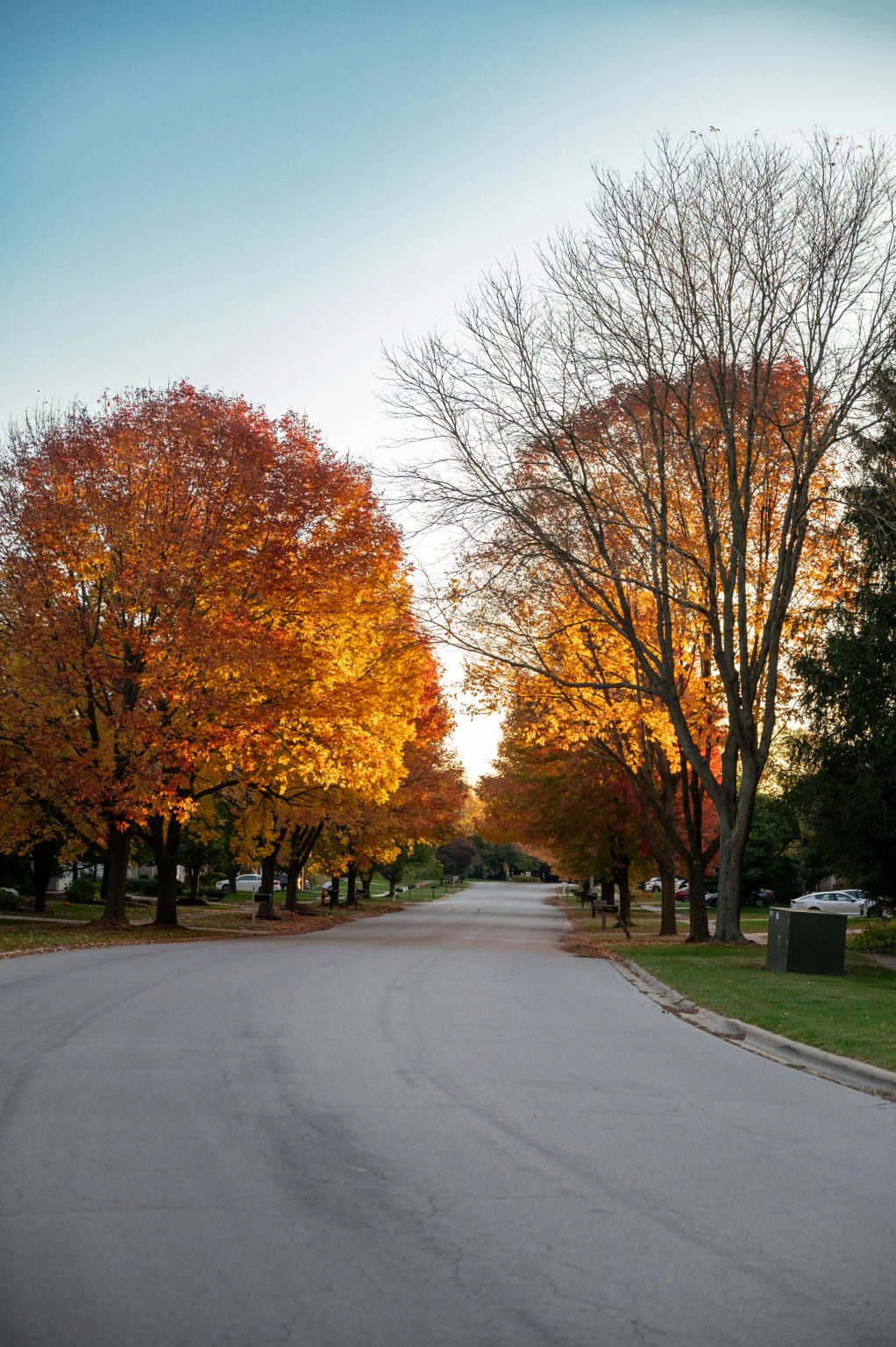 Tree-lined neighborhood street in Middlesex County NJ – Realtor Lorraine Macaluso helping buyers and sellers find homes in welcoming communities.