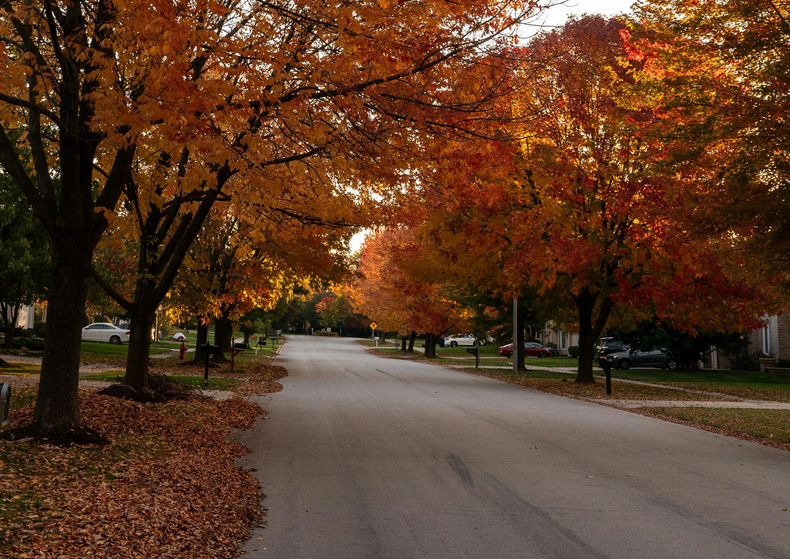 Tree-lined street with fall leaves in Bridgewater NJ – Realtor Lorraine Macaluso helping Somerset County buyers and sellers find their perfect home.