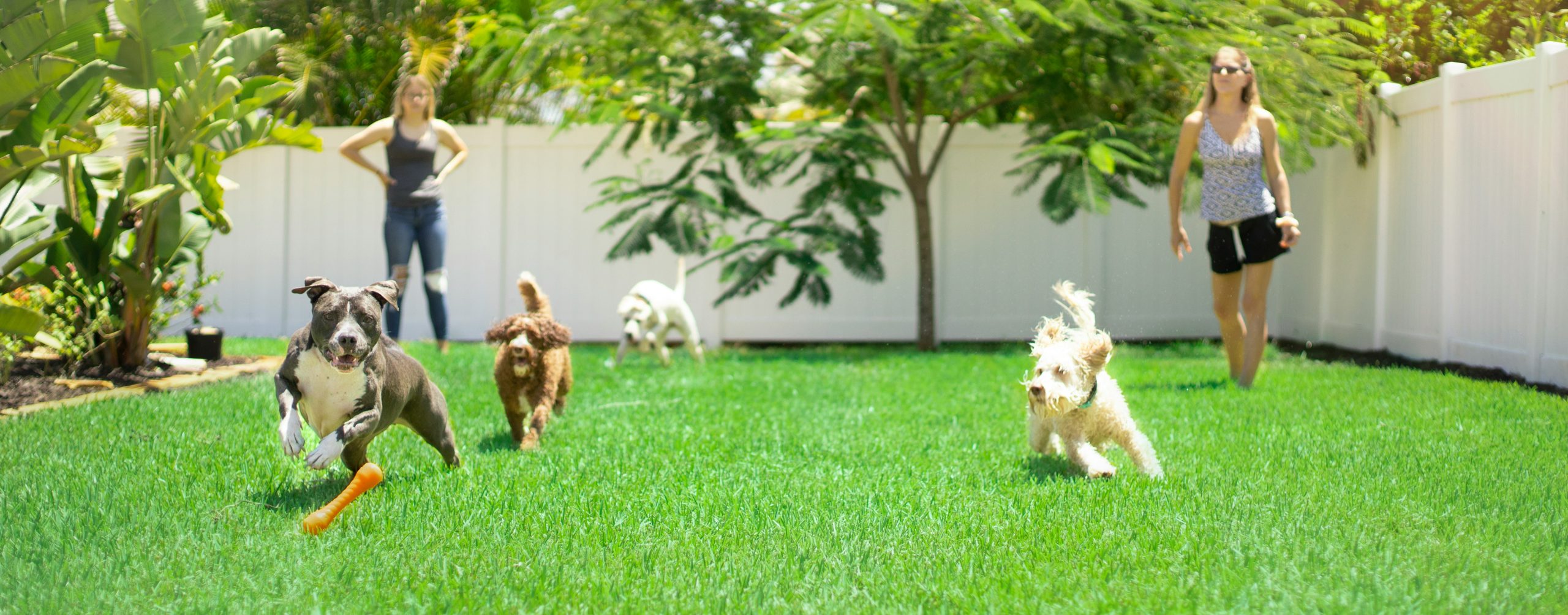 Dogs running in the backyard of a Watchung NJ home - Realtor Lorraine Macaluso helps Watchung homeowners and buyers make their next move.