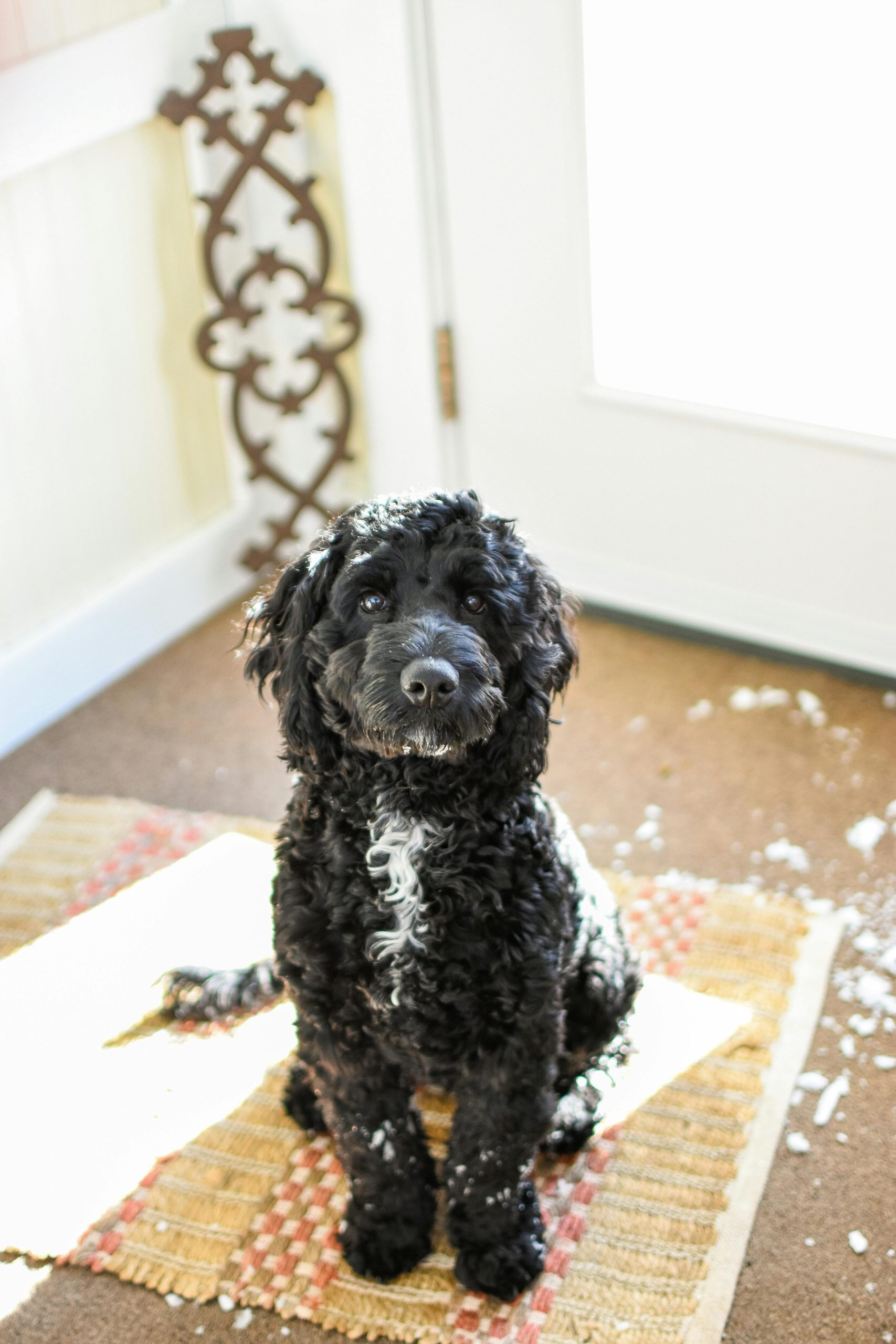 Dog in front foyer of home after being outside for a walk in Bernardsville, NJ Home - Lorraine Macaluso Realtor helps sellers and buyers make their move.